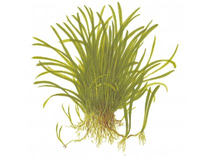 Lilaeopsis brasiliensis