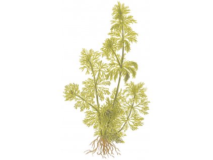 Limnophila sessiliflora