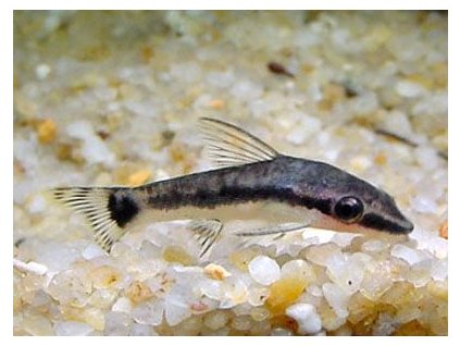 Otocinclus affinis