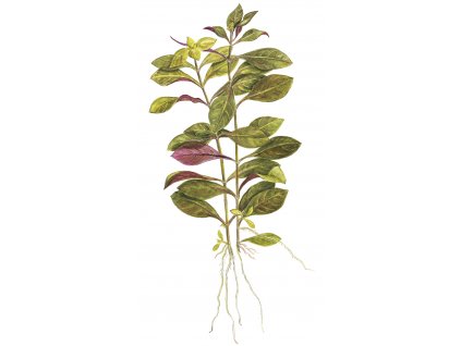 Ludwigia repens 'Rubin'