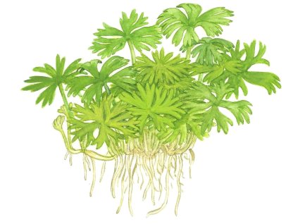 imgi 14 imagegen (1)