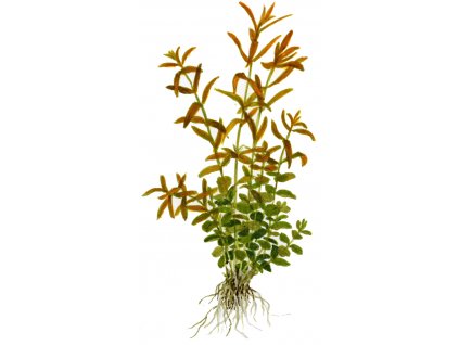 Rotala rotundifolia