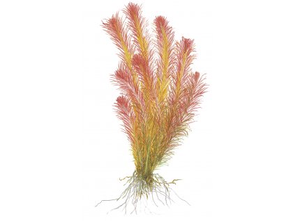 Rotala wallichii