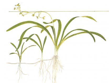 Sagittaria subulata
