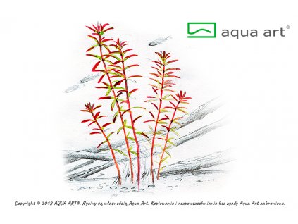 8700 Rotala Yao Yai Aqua Art