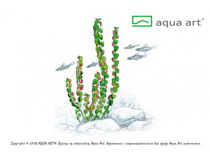 8200 Rotala sp.'Pearl' Aqua Art