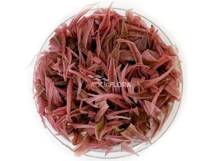 Cryptocoryne sp. "Flamingo"