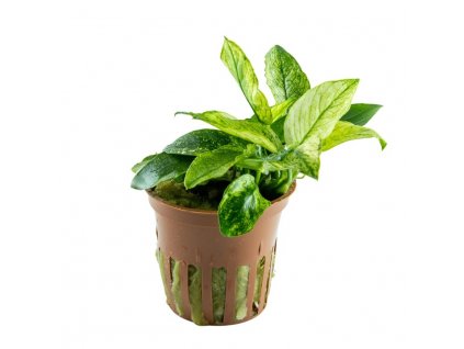 Anubias barteri var. nana "Pinto"