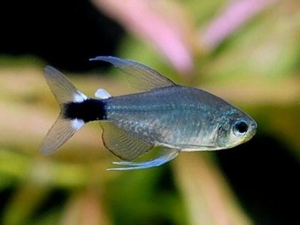 Hyphessobrycon elachys %22Reed tetra%22