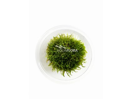 Taxiphyllum sp. 'Giant' In Vitro Cup 017100