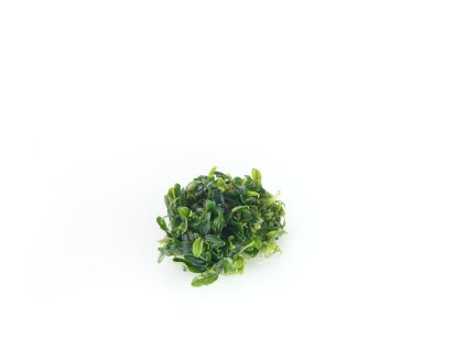 AQS Aquaart Bucephalandra sp Needle Leaf IMG 8315