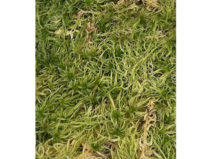 Sphagnum moss - živý rašeliník
