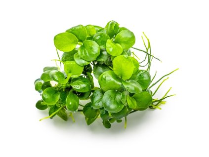 Anubias barteri var. 'Mini Coin'
