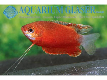 Colisa chuna %22Super Red%22