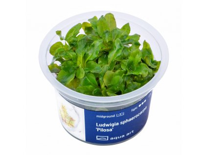 Ludwigia sphaerocarpa "Pilosa"