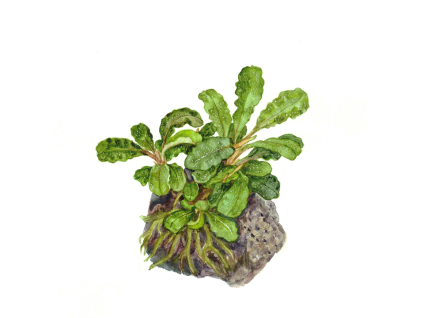 imgi 13 imagegen (2)