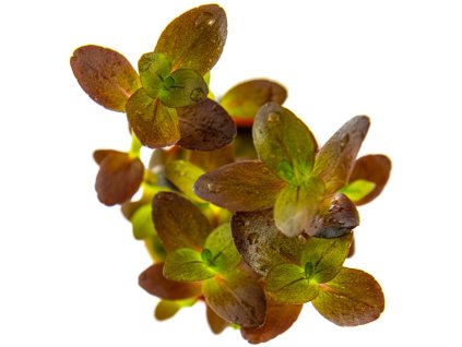 Bacopa salzmannii "Purple"