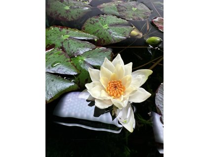 Nymphaea "Pygmaea Alba"