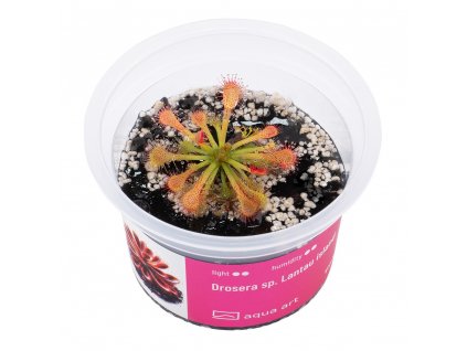 Drosera sp. Lantau Island