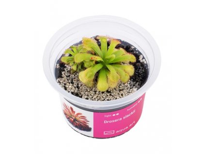 Drosera slackii