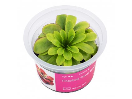 Pinguicula 'Cherry Blossom'
