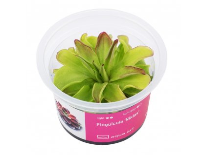Pinguicula 'Niklas'