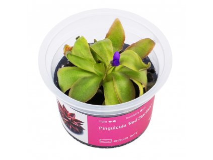 Pinguicula 'Red Starfish'