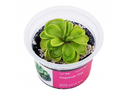 Pinguicula 'Tina'