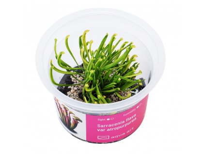 Sarracenia flava var atropurpurea