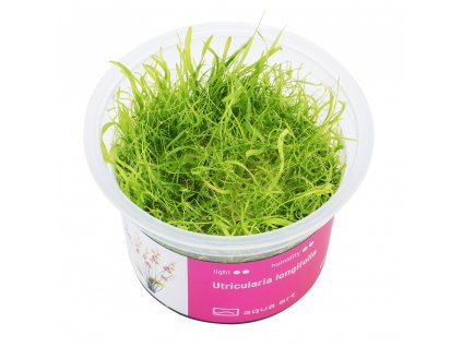 Utricularia longifolia