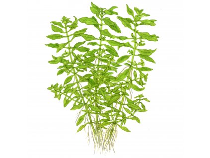 Ludwigia palustris "Green"