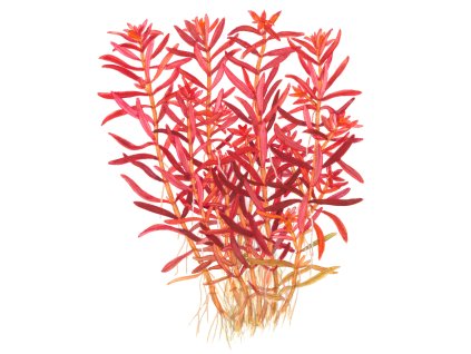 Rotala rotundifolia "Blood red"