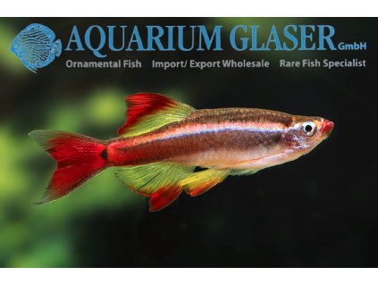 Tanichthys albonubes