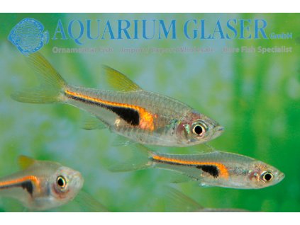 Rasbora hengeli %22Glowlight rasbora%22