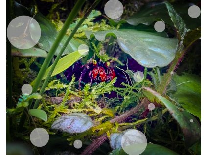 Geosesarma hagen Red Devil Crab web 2