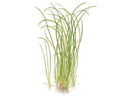 Sagittaria subulata "Needle Leaf"