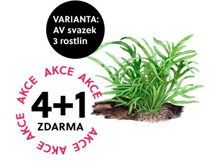 MPT akce4 1 2