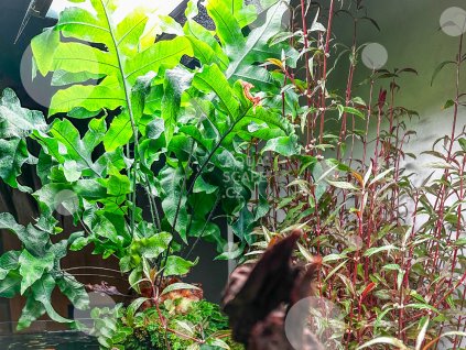 Phlebodium aureum