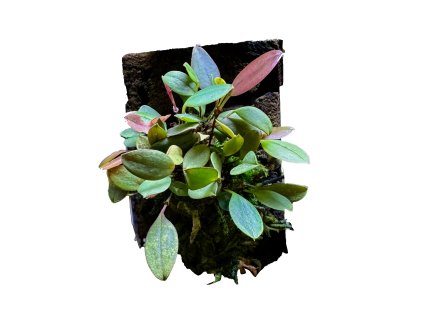 Lepanthes gargoyla x fiskei