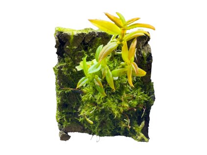 Campylocentrum sp. dwarf