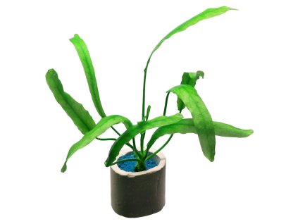 imgi 38 nymphoides flaccida einzelpflanze