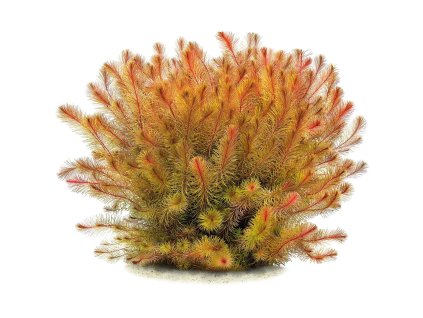 imgi 4 rotala sp cambodia