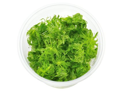 imgi 48 limnophila wilsonii in vitro