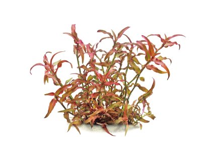 imgi 6 murdannia engelsii