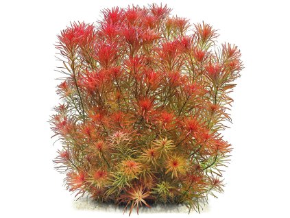 imgi 5 ludwigia inclinata var verticillata meta