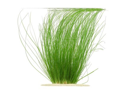 imgi 5 eriocaulon sp feather duster