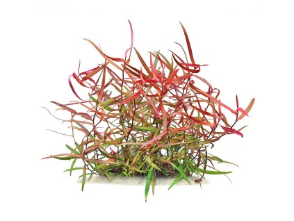 imgi 3 persicaria sp pak chong