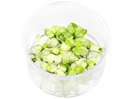 imgi 3 anubias barteri var nana green white