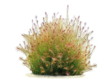 imgi 3 mayaca sp santarem red