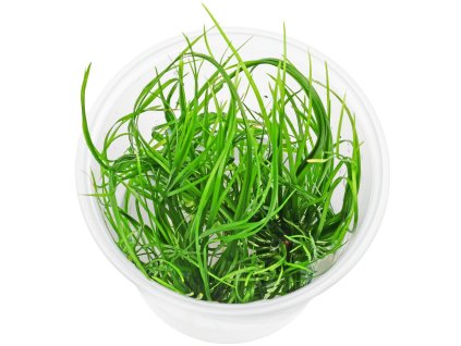 imgi 37 eriocaulon breviscapum in vitro